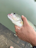 BKKBKK3倍加强化铅头钩路亚饵软虫软饵钩曲柄钩防挂底鲈鱼鳜鱼钓钩 实拍图