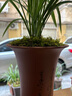 紫砂兰花盆特大君子惠兰花盆墨兰等各种兰花绿植陶瓷紫砂专用花盆 束腰红色刻绘处理 紫砂 x 中等 实拍图