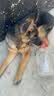 冠能宠物狗粮 大中型犬成犬12kg 实拍图