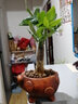 花知态发财树盆栽室内客厅桌面绿植小盆景大发财树苗招财树吸甲醛植物 舍得陶瓷盆+单棵发财树 含盆 实拍图