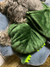 阿莫尔狗狗秋冬衣服泰迪衣服春秋幼犬小型犬猫咪可爱衣服宠物小狗四脚衣 恐龙变身装 XXL-建议12-15斤内 实拍图