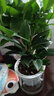 绿荫巷子大叶绿公主金钻植物办公室内客厅花卉吸甲醛好养易活绿植盆栽 【自吸盆】大叶金钻 易养 实拍图
