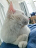 伯纳天纯PureNatural宠物猫粮 幼猫猫粮 3月-12月龄1.5kg 经典系列 实拍图