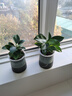 绿有意金钻盆栽植物水培绿植花卉多肉办公室内去吸除甲醛铂金钻绿公主 2盆】3颗金钻繁星吸水盆+肥 含盆 实拍图