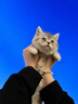 华元宠具（hoopet）宠物洗澡手套狗狗洗澡手套猫咪洗澡神器防抓咬洗澡刷按摩清洁用具 洗澡魔术手套 防抓咬搓澡手套-30cm长 实拍图