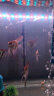 森森（SUNSUN）鱼缸加热棒自动恒温水族箱防爆加热器鱼缸水族用品 500W耀蓝尊享版 加强石英玻璃（37cm长） 实拍图