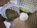 绿宝石甜瓜小香瓜蜜脆甜瓜头茬新鲜应当绿皮瓜水果整箱礼盒生鲜 9个果（单果150g-200g） 实拍图