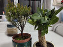 京云梦小盼菩提树盆栽盆景植物带果绿植室内禅意桌面旭日东升盆源头直发 实拍图