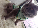 阿莫尔小狗狗猫咪衣服夏季薄款泰迪比熊博美背心宠物小型幼犬透气防掉毛 牛油果（夏季） M 建议5-7斤 背长28cm 实拍图