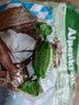 FLORADIX德国原产Salus莎露斯铁元阿尔bei斯草本保护咽喉保健品 【囤货装】 75g*5袋 *1 实拍图