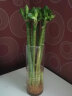 若绿 富贵竹水培植物花卉盆栽 室内客厅转运绿植 办公室桌面好养 龙竹高50厘米8支+圆柱玻璃瓶 实拍图