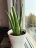 雅卉（YAHUI）盆栽苗含盆不夜城 库拉索芦荟盆 库拉索4年苗 不含盆 实拍图