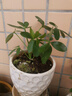 卉轩居鸭脚木绿植盆栽四季常青好养室内办公室客厅小叶栀子花卉桌面植物 鸭脚木+竖纹盆【苔藓】 实拍图