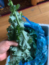绿食者 羽衣甘蓝 绿叶甘兰嫩叶芥蓝菜kale西餐沙拉健康轻食新鲜蔬菜 500g 实拍图