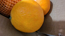 秭橙贡【京东快递】现摘现发正宗秭归九月红果冻橙子新鲜手剥当季水果 大果(70mm以上) 净重5斤 实拍图