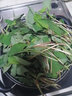 辰实【现挖发顺丰】鱼腥草新鲜 折耳根叶子 侧耳根节节根蔬菜现挖发 1斤四川鱼腥草嫩叶【顺丰快递】 实拍图