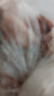壹号土黑猪新鲜土猪猪肉梅花肉五花肉排骨里脊肉慢养300天（净重1500g） 里脊肉 （净重1500g） 实拍图