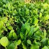 农用小苏打农作物防虫虫害种菜蔬菜果树增产壮苗除虫除菌 20瓶 实拍图