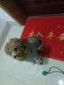 嬉皮狗（hipidog）狗狗自带牵引秋装比熊泰迪博美小型犬宠物衣服秋冬季四脚法兰绒衣 灰色小狗 XL（建议体重11-15斤） 实拍图