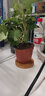 花竹恋杜鹃花四季开花盆栽花卉绿植阳台办公室红掌室内盆栽盆景大型绿植 米兰 含盆栽好发货高度40厘米左右 实拍图