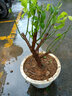 昊兰诺四季开花日本重瓣海棠花盆栽花卉观花植物室内盆景树桩大花苗 5年长寿冠海棠(造型) 实拍图