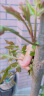 CHUANGSHIJI香椿树苖绿油香椿苗盆栽地栽南方北方种植食用香椿树苗红油香椿苗 5年苗【当年采摘多备注品种】 80cm(含)-89cm(含) 晒单实拍图