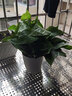 思兰绿萝盆栽大盆景室内新房吸除甲醛鲜活绿植物花卉长藤大叶绿箩批发 180大恐龙蛋储水绿萝【4盆】10肥 实拍图