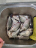 川泽伊豆绑好子线双钩成品鱼钩套装金海夕仕挂鲫鲤鱼翘嘴小鱼钩鳊鱼钩 海夕有刺（钩8线1.2钩9线1.5) 各10付【共20付盒装】 实拍图