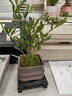 幼薇茉莉花盆栽花苗四季常青植物室内花卉开花不断绿植盆栽 小叶栀子花+祥瑞狮盆+方底盘 带盆栽好 实拍图