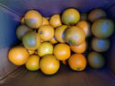 甜果源 湖南麻阳冰糖橙子 高山甜橙子果冻脐橙时令应当季新鲜水果礼盒品 净重9斤【超值实惠】 单果65-70mm（稀缺豪华大号果） 实拍图