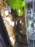 云峰海瑞 小型热带鱼观赏鱼活体红绿灯鱼淡水水族鱼宠物虎(四间鱼)皮鱼 莺歌燕舞仙女合辑 共4条 实拍图