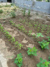 史丹利复合肥蔬菜用种菜果树花肥料化肥通用型 晒单实拍图
