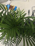 九千谷袖珍椰子树盆栽绿植花卉凤尾竹散尾葵盆景四季常青源头直发 实拍图