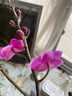 栋硕蝴蝶兰花苗真花四季开花室内盆栽带花苞带花剑送客户长辈开业乔迁 蝴蝶兰带花苞+营养杯 紫色系 实拍图