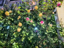美乐棵 玫瑰月季型营养土8L/袋 家庭园艺种植基质土花土肥料盆栽绿植 办公室阳台桌面盆栽种植土 实拍图