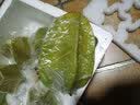 璋玖牯（顺丰现发）漳州下河乡甜杨桃头茬新鲜当季儿童孕妇水果精选大果 5斤装（9-12个） 实拍图