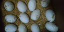 保卫蛋蛋【正常发货】新鲜鸽子蛋农家孕妇宝宝杂粮喂养送礼礼盒端午节送礼 鸽子蛋20枚 实拍图