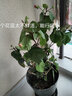 春沭扶桑花苗四季重瓣盆栽红色朱瑾牡丹草花卉植物室内阳台开花绿植物 粉色扶桑 不含盆 实拍图