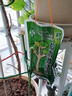 智绿树木营养液吊针液大树输液袋桂花树果树移栽生根剂激活液通用型 10袋+输液管+钻头 实拍图