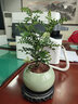 开时果 清香胡椒木盆栽 办公室内花卉迷你桌面盆景植物驱蚊草好养绿植 哥窑浅绿盆+苔藓+圆形底托 实拍图