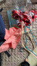 adidas印花圆领短袖套装女婴童阿迪达斯官方轻运动HF1966 荣耀粉/鲜红/鲜红/白/荣耀粉 92CM 晒单实拍图