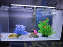 长锐侧滤鱼缸桌面办公室免换水生态水草超白水族箱 K600造景版【长63 宽27 高35】 实拍图