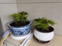 文竹盆栽植物室内办公室绿植花卉盆栽盆景四季常青小盆栽 文竹5盆【高度15-20厘米】 实拍图