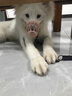 dogstory狗嘴套宠物口罩中大型犬通用防咬保护套金毛柯基泰迪 黄色 L（适合30斤狗狗） 实拍图