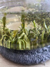 味独珍2025年新茶 蒙顶甘露春茶 蒙顶山茶 明前四川绿茶100克袋装 默认 实拍图