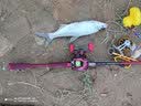 达亿瓦（DAIWA）21新款 SALAMANDURA火蜥蜴 路亚竿钓鱼竿高碳轻量鱼杆 2.24m 742MFB（中调2.24米枪柄） 实拍图