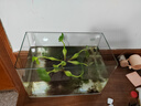高清热弯浮法透明玻璃鱼缸客厅家用造景装饰生态中小型生态金鱼缸 热弯鱼缸-裸缸 长35*宽20*高22cm 实拍图