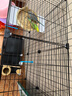 蔻丝鸟笼鹦鹉笼子大号家用虎皮玄凤鹦鹉新型豪华别墅珍珠绣眼八哥专用 移动大别墅【74*37*117】7件套 实拍图