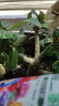 绿盼 磷酸二氢钾花肥料叶面喷施磷钾家用瓶装催养花卉盆栽专用450g 晒单实拍图