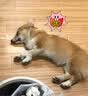 新宠之康宠物猫咪狗狗体内外同驱虫药驱除防治跳蚤耳螨虱子螨虫寄生虫药 【内外同驱滴剂】狗狗＞4-10kg 1ml*3支 实拍图